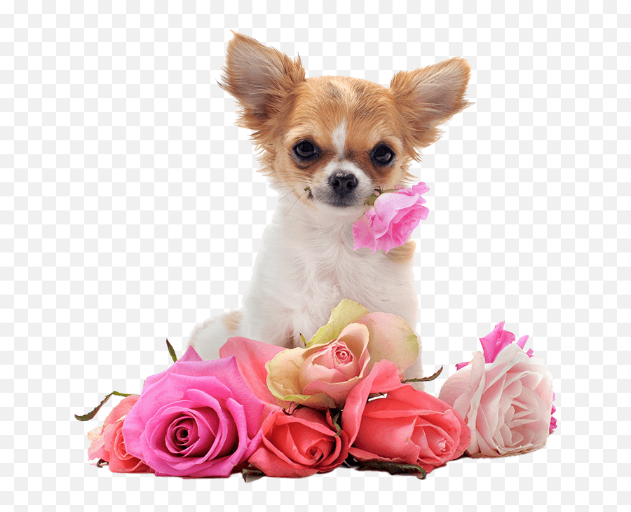 Dog Bath Png - Dogs Chihuahua Transparent Cartoon Jingfm Chihuahua Backgrounds Emoji,Chihuahua Clipart