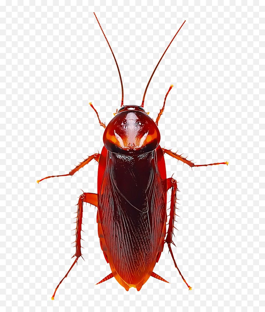 Identify And Control Cockroaches - Cockroach Cartoon Png Emoji,Cockroach Png