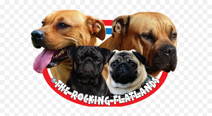Ca De Bou Of The Rocking Flatlands Emoji,Pug Face Png