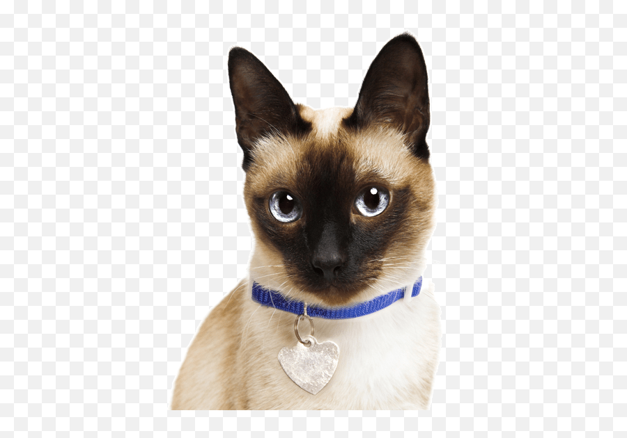 Siamese Cat Png Pic Png All Emoji,Siamese Cat Clipart