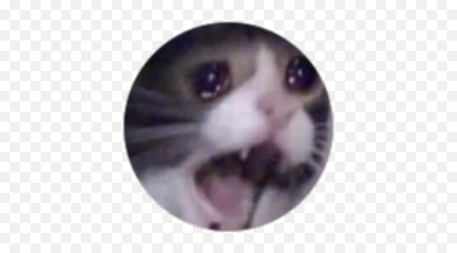 Became A Member - Roblox Emoji,Crying Cat Meme Transparent