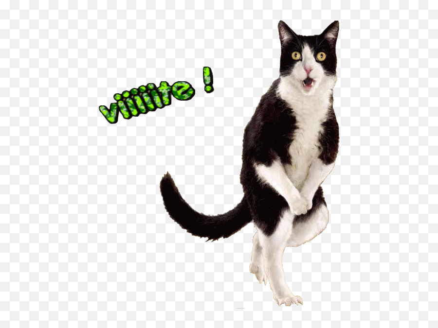 Top Patte Tail Stickers For Android U0026 Ios Gfycat Emoji,Dancing Cat Gif Transparent