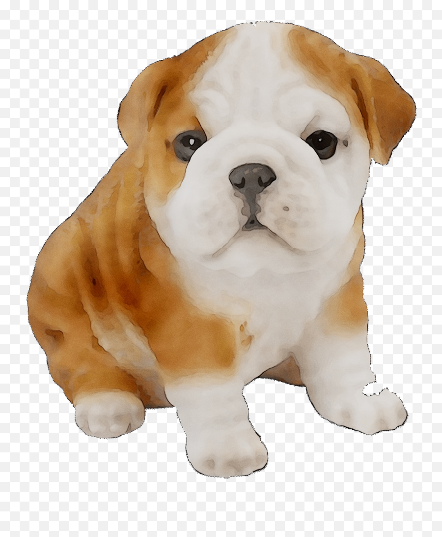 Download Toy Old Bulldog American - Bulldog Inglés Png Emoji,English Clipart
