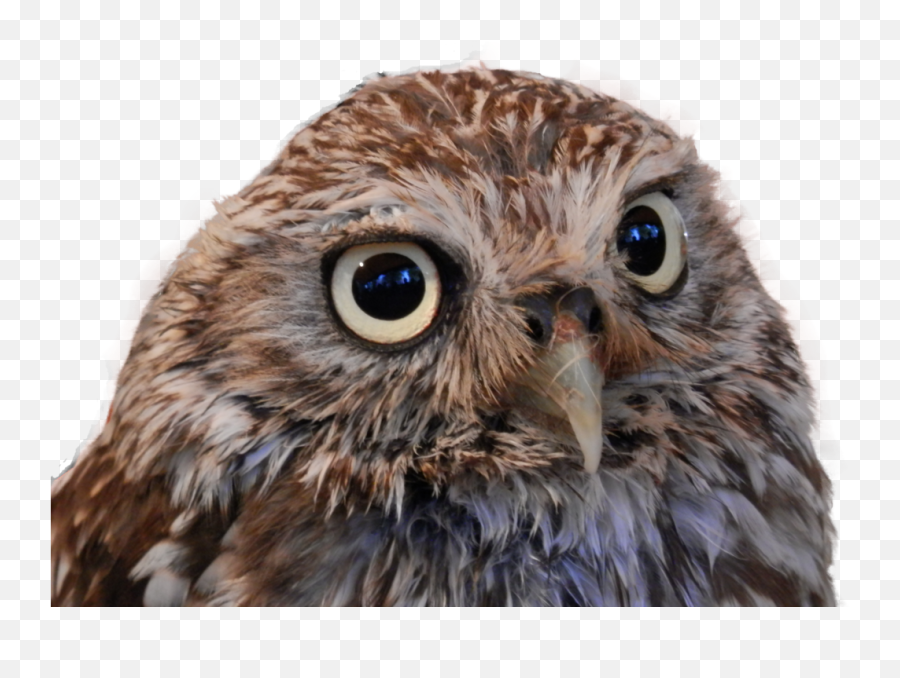 Little Owl Png Transparent Cartoon - Burrowing Owl Clear Background Emoji,Owl Png