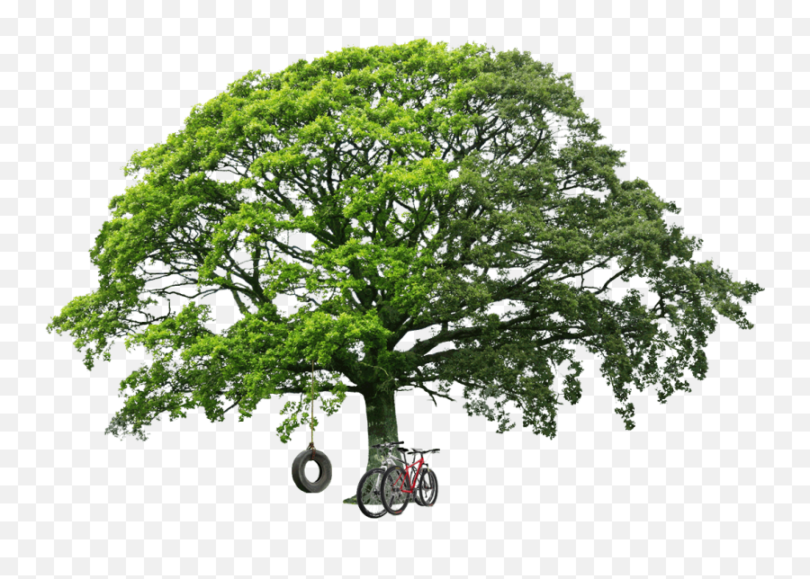 Big Green Tree Png Image - Lord Will Remember His Covenant Forever Emoji,Oak Tree Png