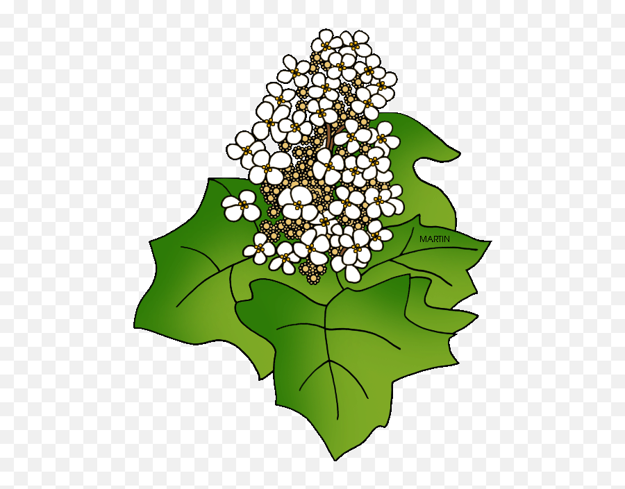 United States Clip Art By Phillip Martin State Wildflower - Natural Foods Emoji,Wildflower Clipart