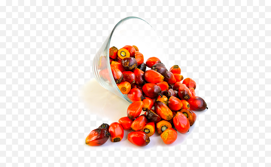 Palm Oil U2013 Ferrero Nutrition - Transparent Palm Oil Png Emoji,Oil Png