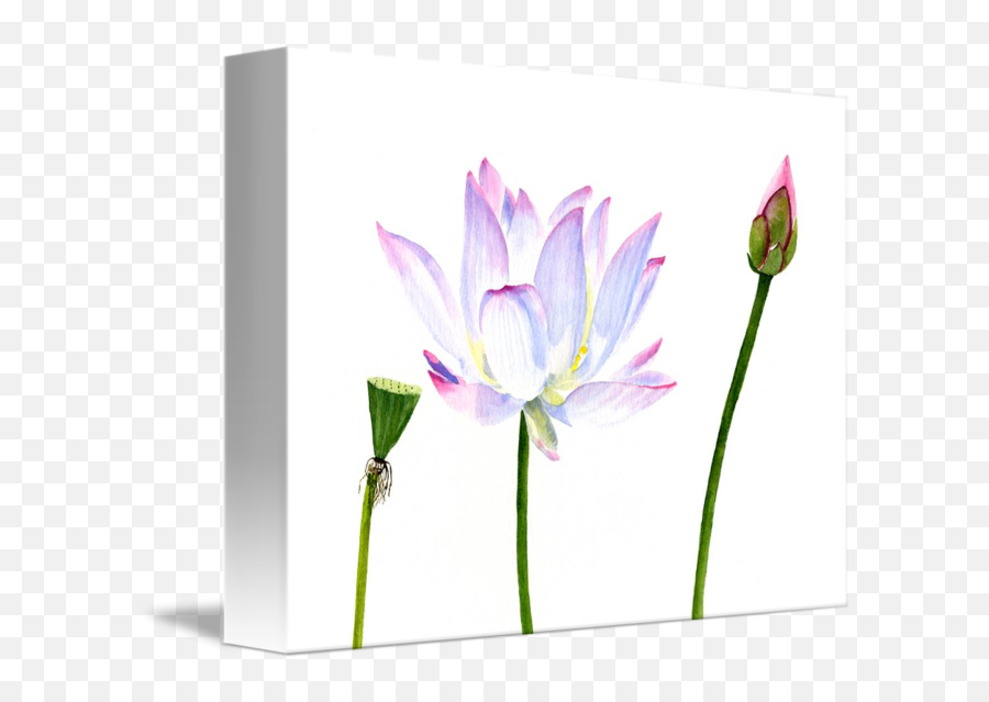 White Lotus Flower With Bud And Seed Pod By Sharon Freeman Emoji,Lotus Flower Transparent Background