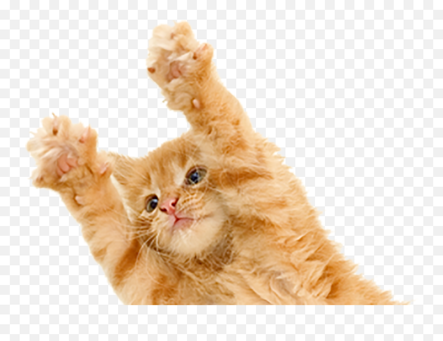 Funny Cat Transparent Png Images - Yourpngcom Emoji,Orange Cat Png