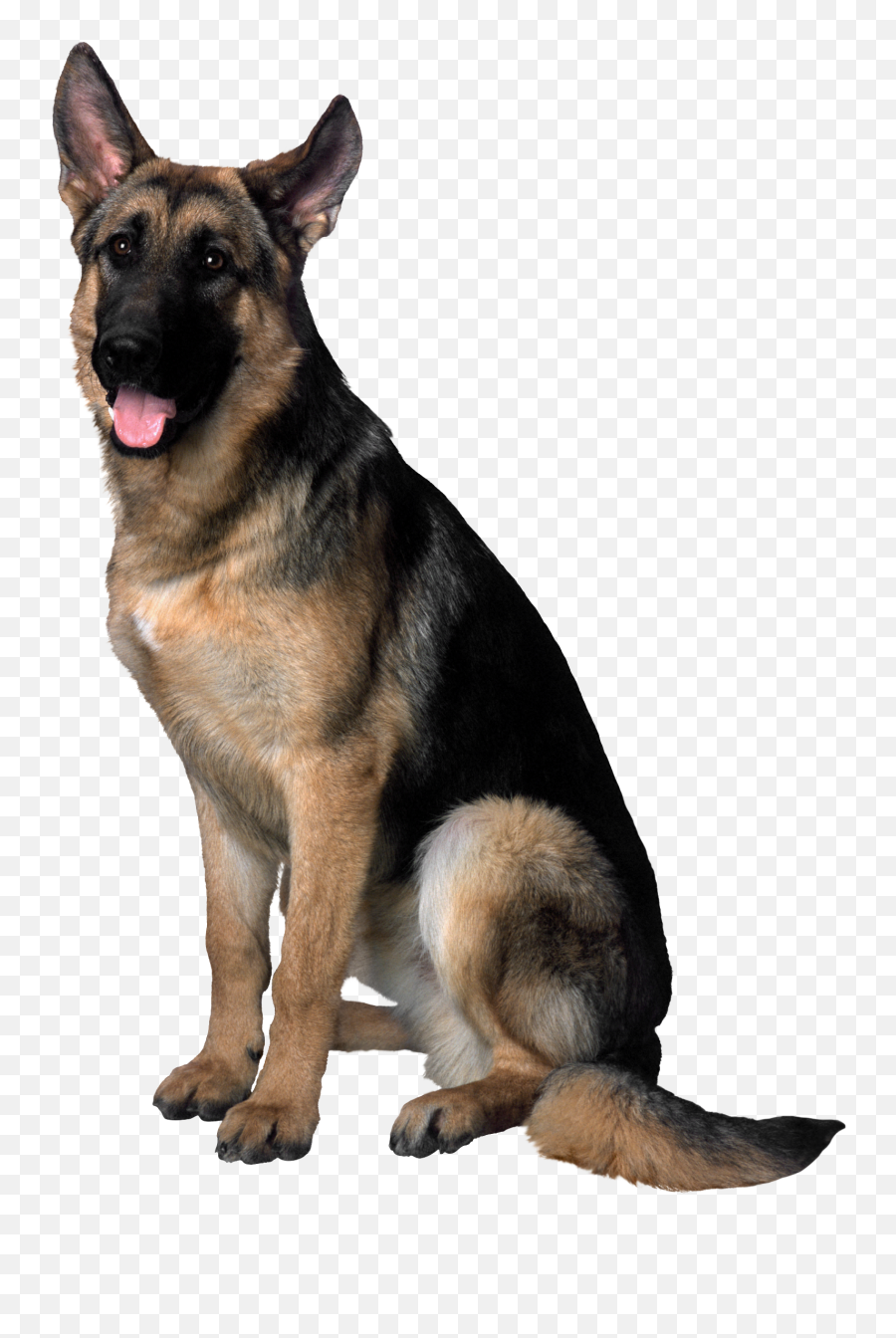 Pet Png Images Transparent Background - Dog Png Emoji,Dog Transparent Background