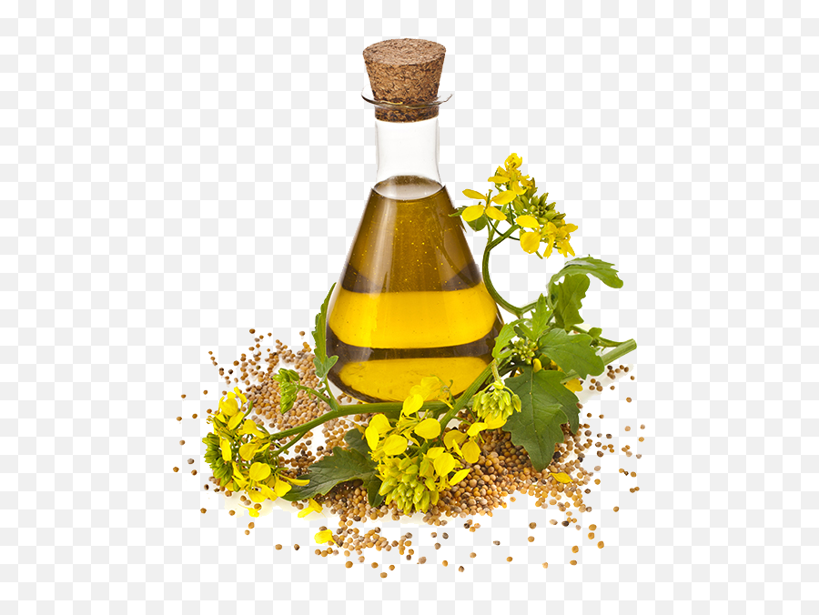 Download Oil Sunflower Canola Cooking Seed Rapeseed Oils - Nirgundi Oil Emoji,Seed Clipart