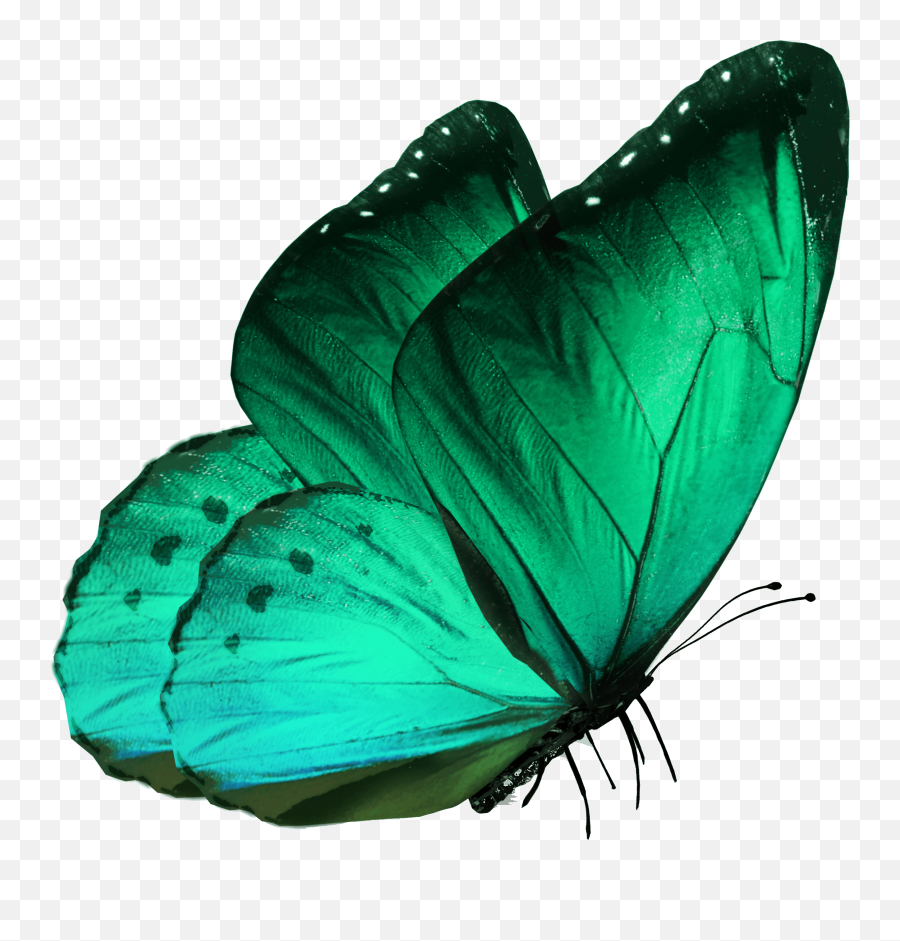 Transparent - Transparent Butterfly Emoji,Butterfly Transparent