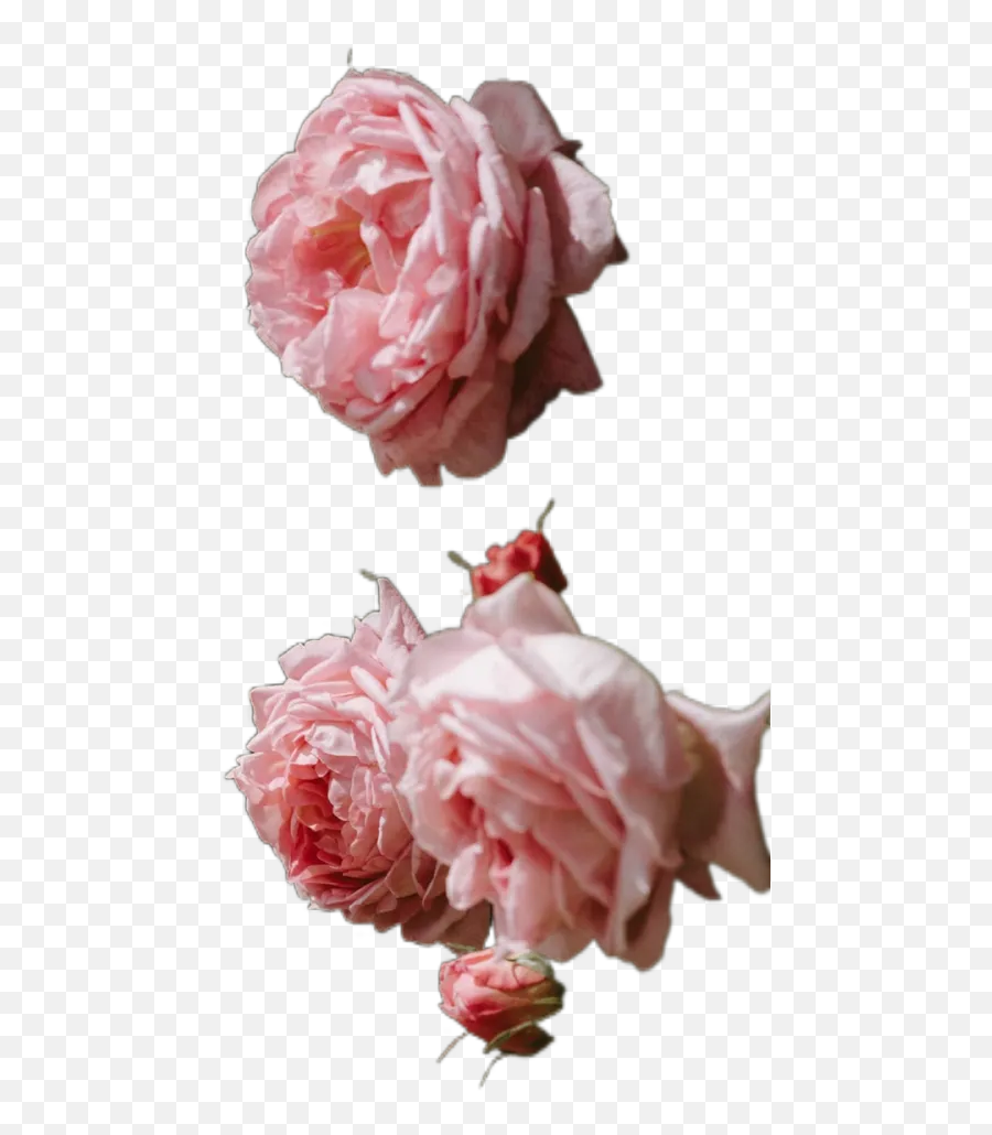 Close - Up Photography Of Pink Rose Flower Plant Transparent Emoji,Pink Rose Transparent Background