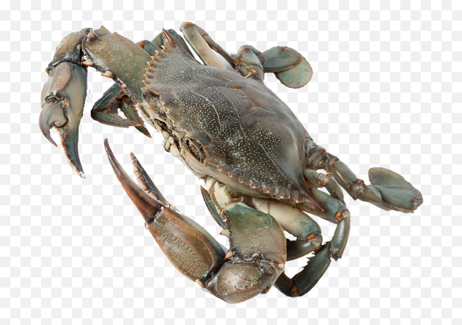 Home Wicked Inlet Seafood Emoji,Blue Crab Png