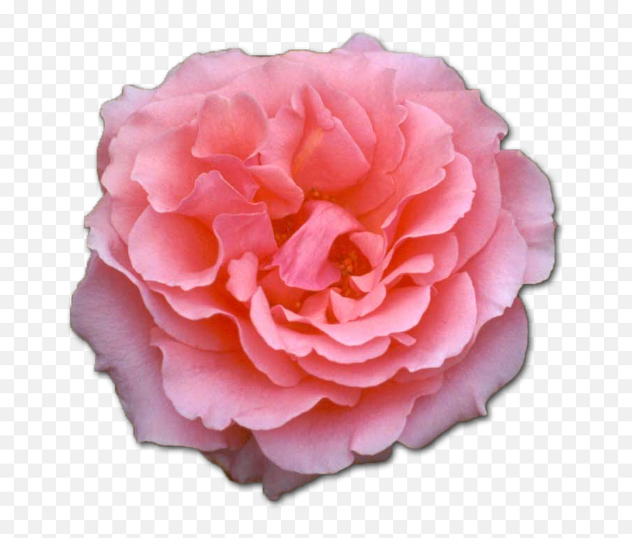 Rose Essence Opening To Love U2014 Sister Spinster Emoji,Pink Rose Png