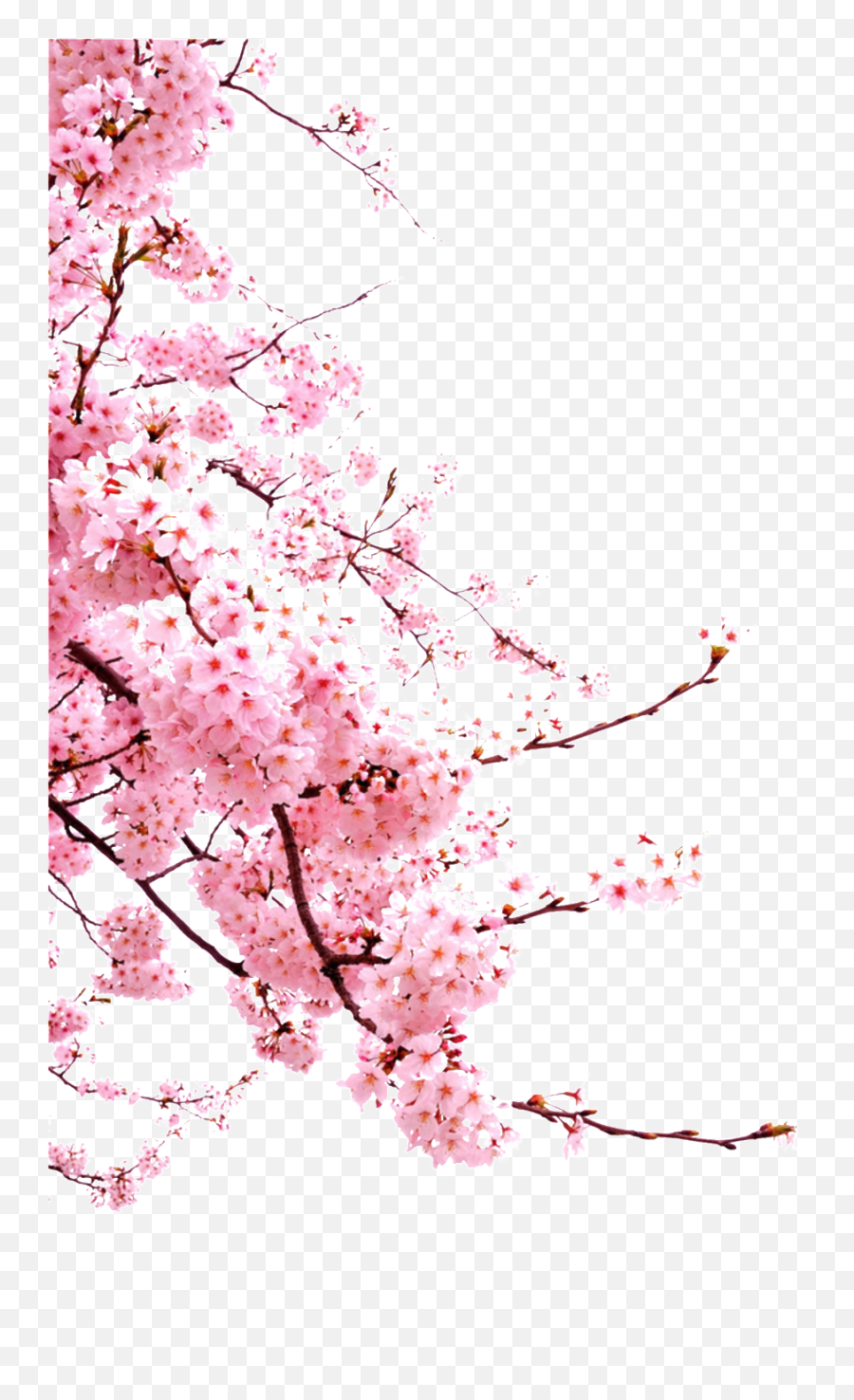 Download Romantic Chinese Style Painted - Cherry Blossom Transparent Emoji,Cherry Blossom Png
