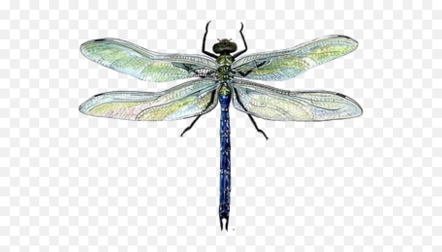 Download Clip Black And White Stock Dragonflies Drawing Emoji,Dragonfly Transparent Background