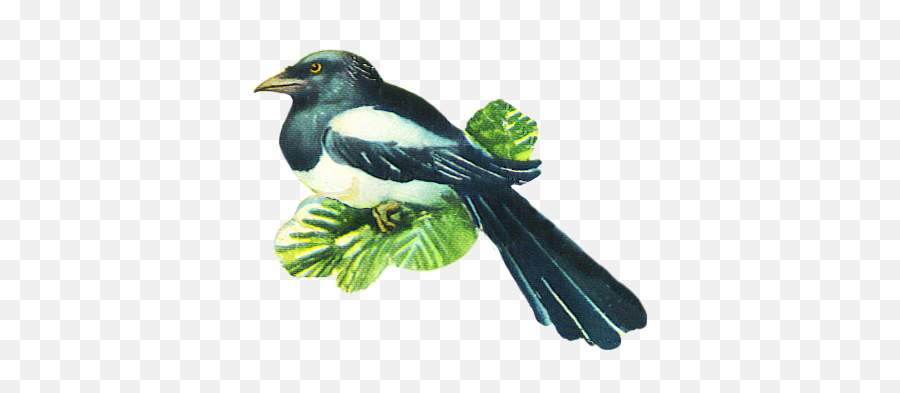 Bird Clip Art Emoji,Bird Feeder Clipart