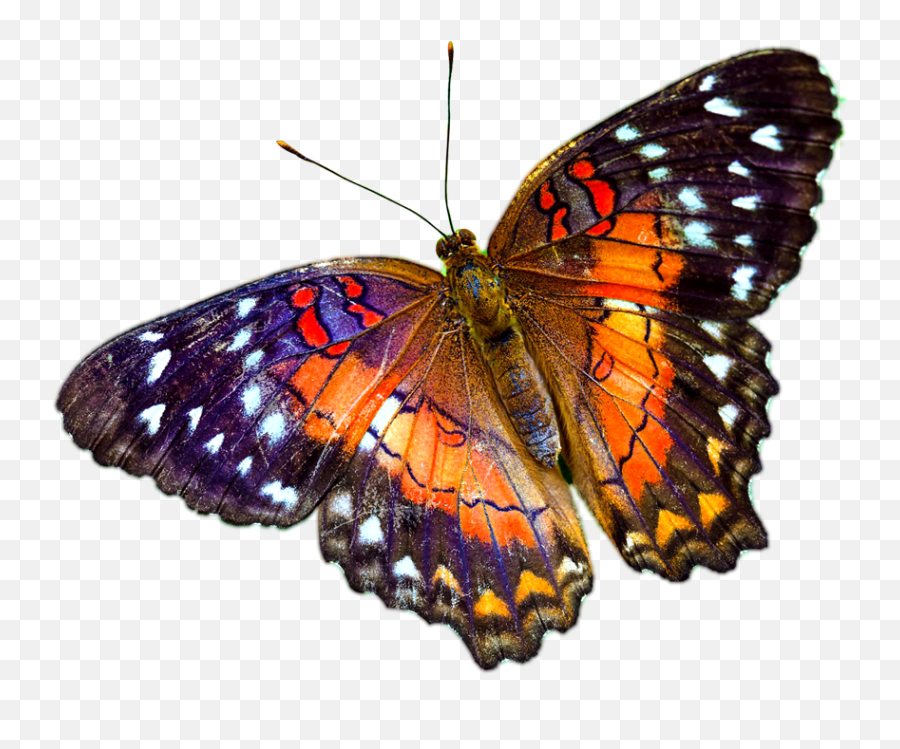 Multicolour Butterfly Png Image - Real Butterfly Png Emoji,Butterfly Transparent Background
