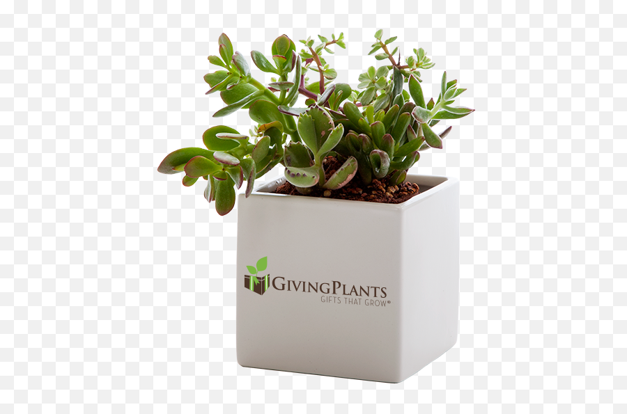Company Logo Office Plants - Indoor Plant Gifts Branded Desk Plants Emoji,Company Logo