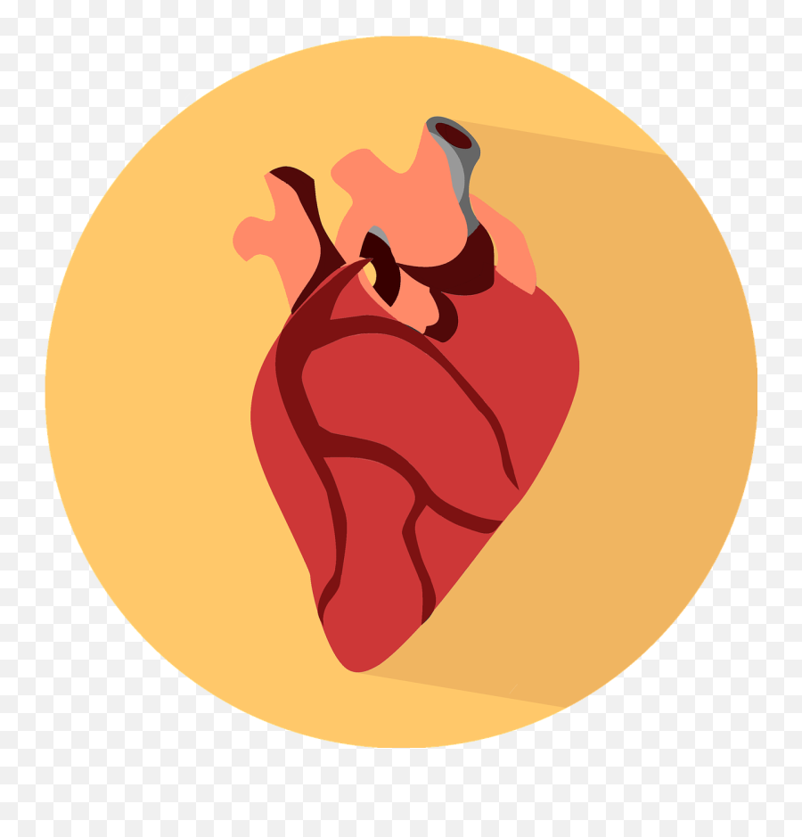 Heart Naked Scientists - Real Heart Icon Png Emoji,Human Heart Png