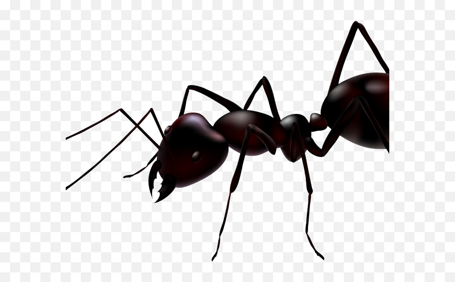 Ant Clipart Transparent Background - Ant Close Up View Emoji,Ant Clipart