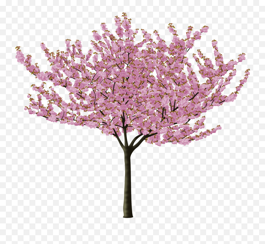 Cherry Blossom - Cherry Blossum Tree Transparent Emoji,Cherry Blossom Png