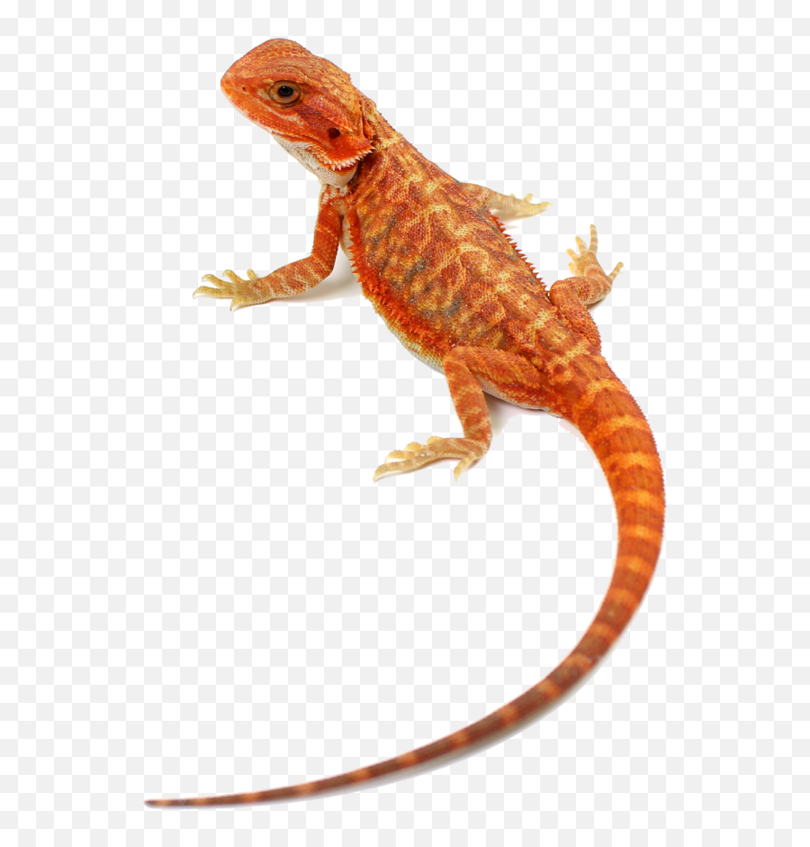 Central Bearded Dragons U2013 The Home Of The Bearded Dragon - Animal Figure Emoji,Bearded Dragon Png