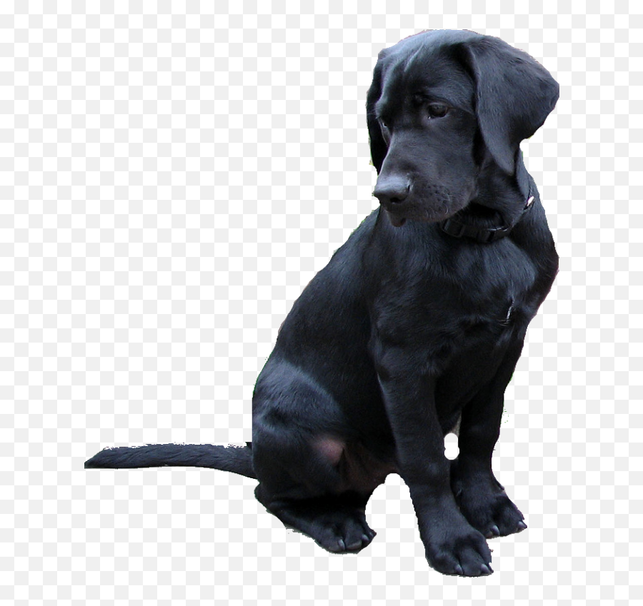 Labrador Retriever Png - Black Labrador Clipart Full Size Emoji,Labrador Retriever Clipart