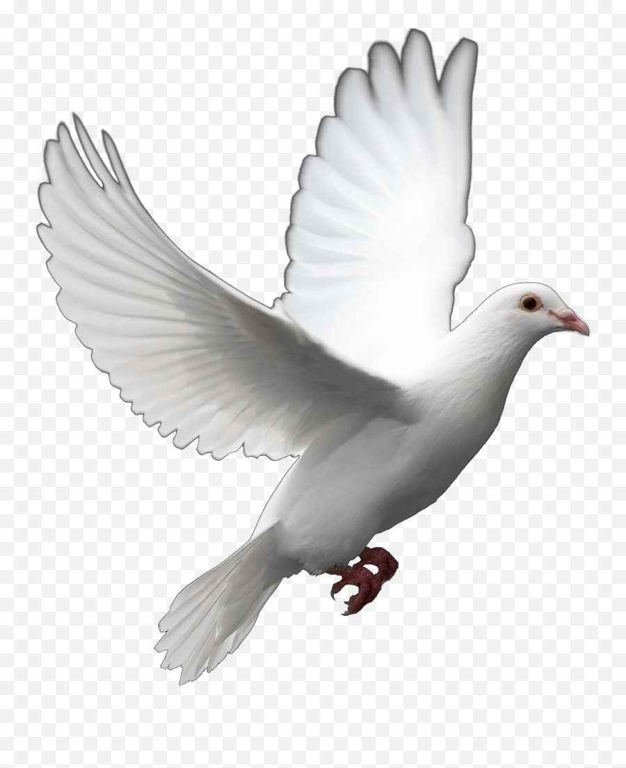 Fantail Pigeon Columbidae Bird Release Dove Clip Art - Dove Emoji,Free Dove Clipart