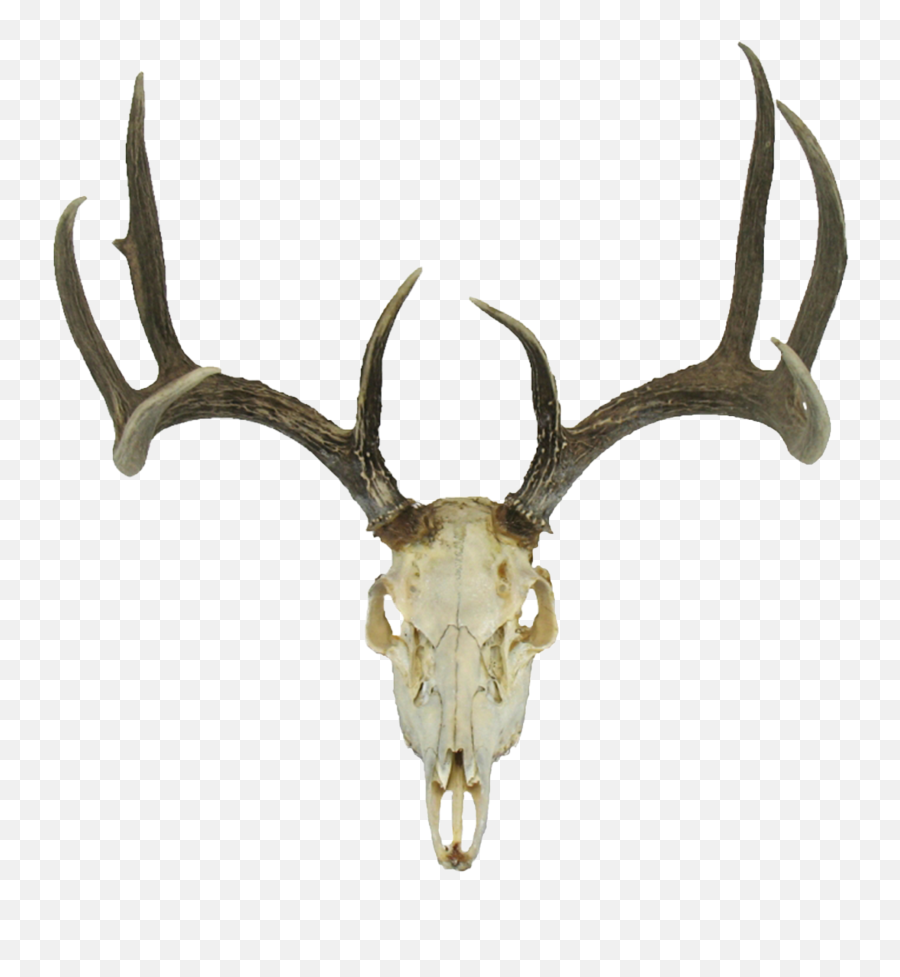 White Tailed Deer Skull - Clipart Best Png Image Deer Skull Transparent Background Emoji,Deer Head Clipart