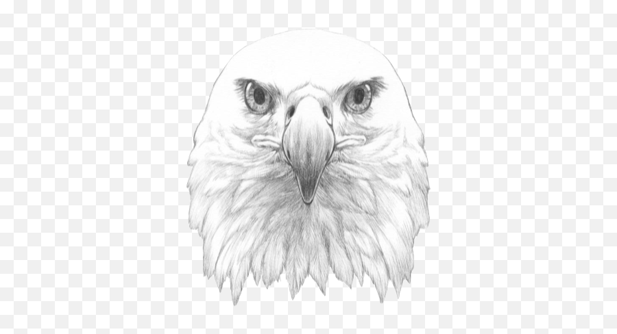 Schoology 101 - Bald Eagle With An Eye Patch Emoji,Schoology Logo
