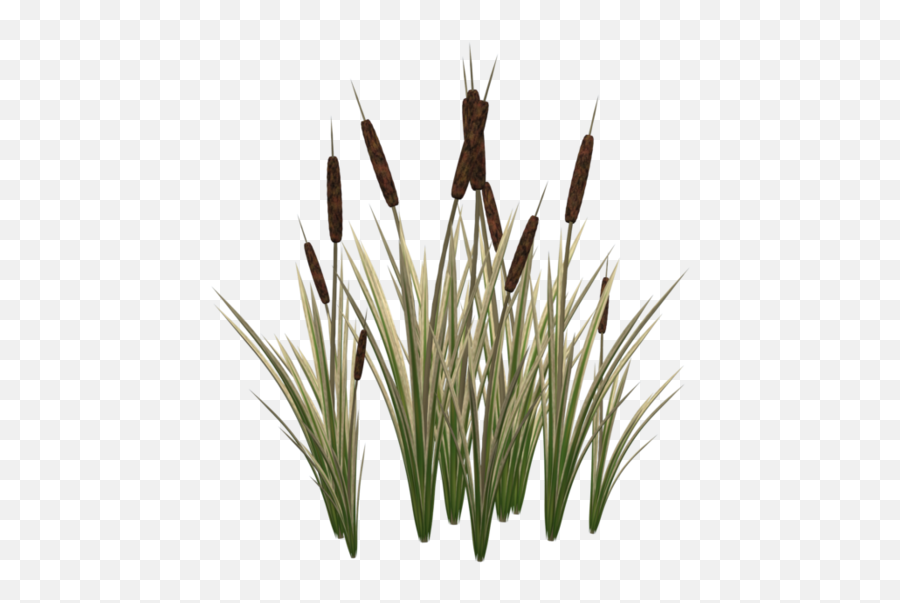 Cat Tail Plant Png Png Image With No - Cat Tails No Background Emoji,Transparent Plant
