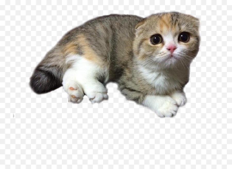 Download Scottish Fold Cats Png Clip Black And White Library - Scotish Fold Cat Kitty Emoji,Cats Png