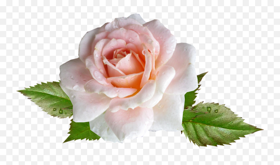 Rose Pink Flower Rain Drops - Rose 960x540 Png Rose Pink Rain Png Emoji,Pink Rose Png