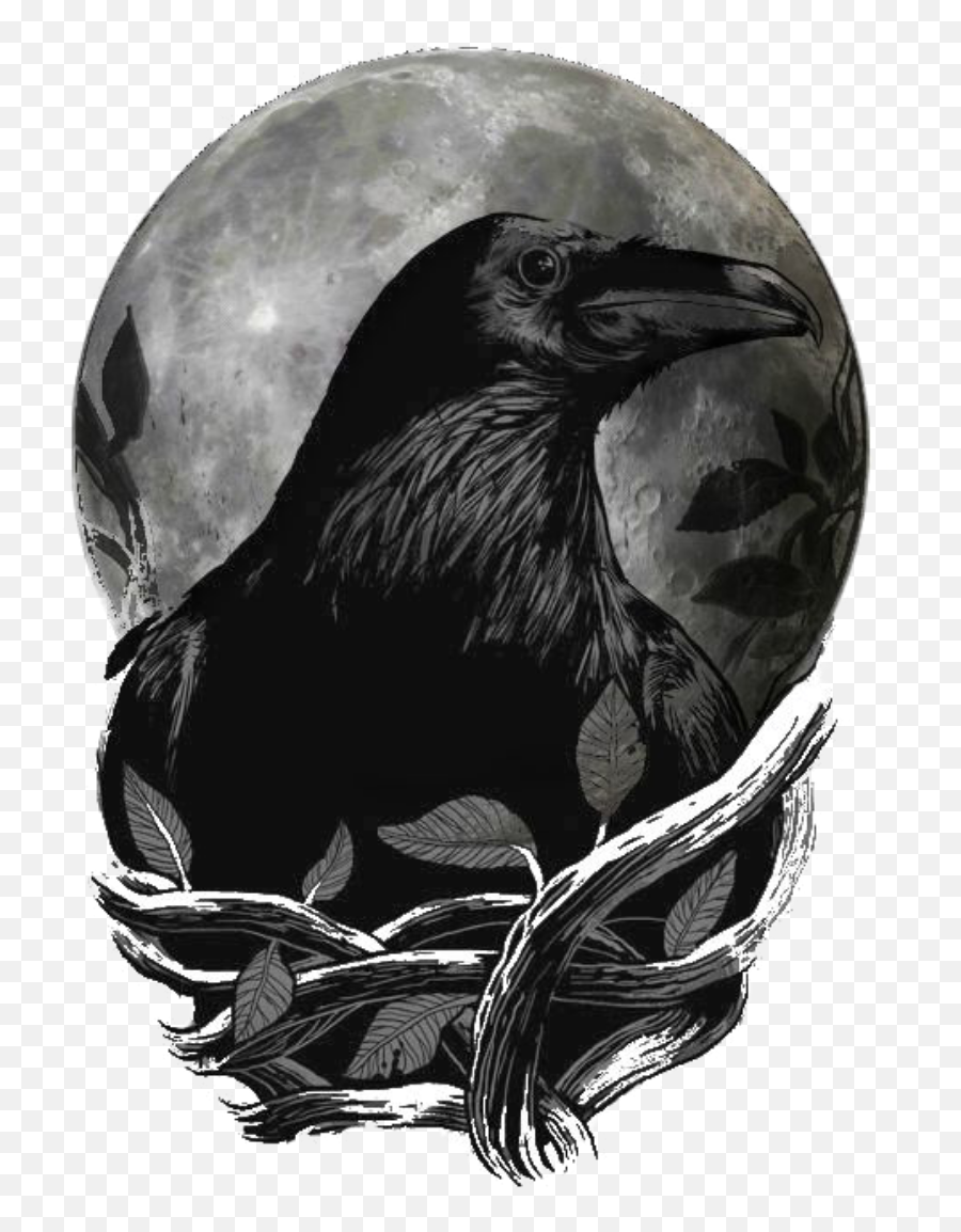 Corone Raven Bird Png File Download Free Png All Emoji,Ravens Png