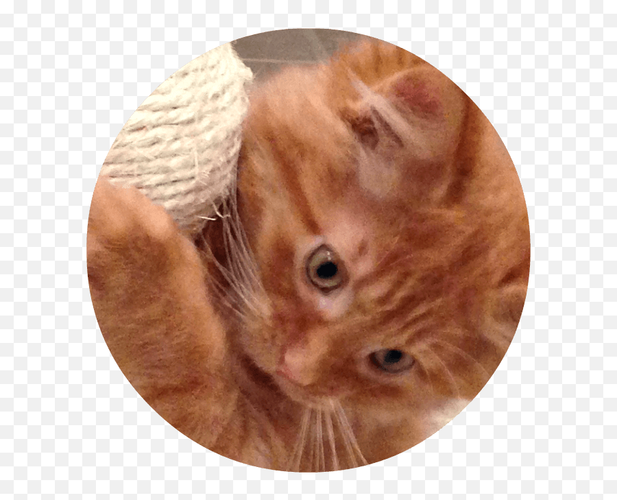 Download Close - Up Of Orange Kitten Face Tabby Cat Full Emoji,Orange Cat Png