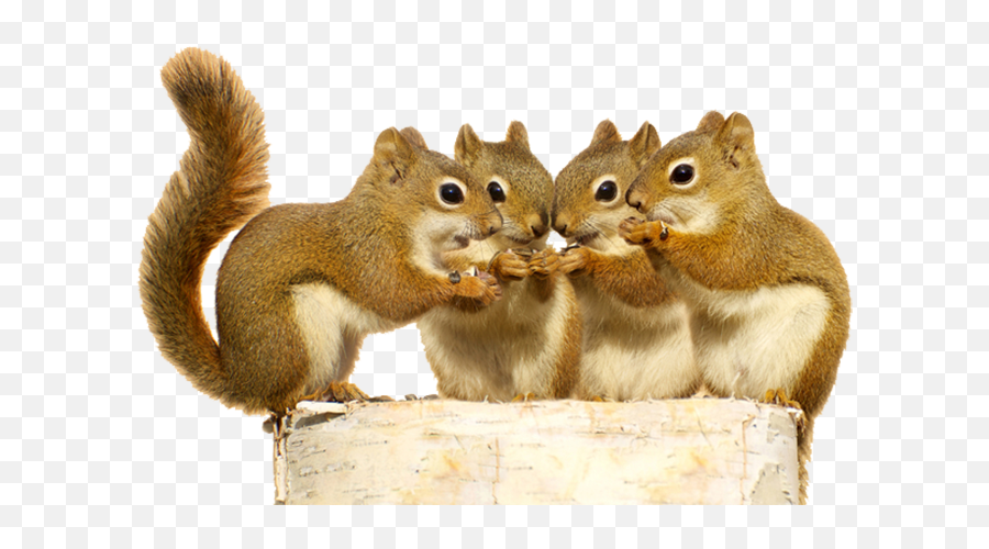 Download Hd Squirrel Png Download - Squirrels Png Emoji,Squirrel Png