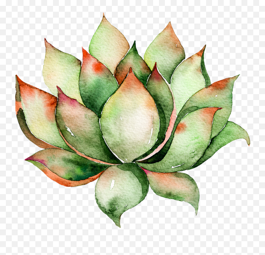 Kingtex Bright Cactus Pattern Bedding - Watercolor Succulent Plant Png Emoji,Succulent Png