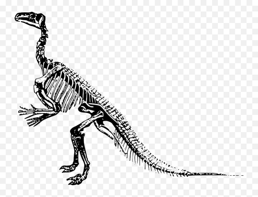 Dinosaur Bones Fossils Transparent Png All - Transparent Background Dinosaur Skeleton Clipart Emoji,Transparent Dinosaur