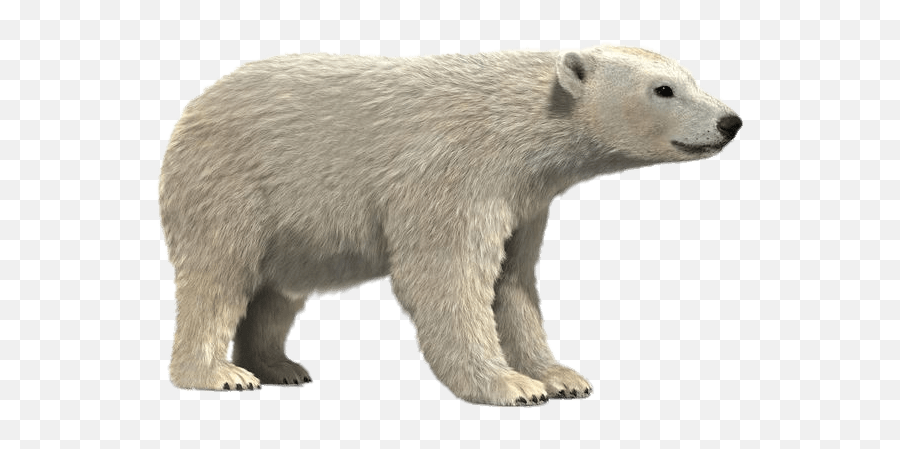 Polar Bear 3d Model Transparent Png - Polar Bear Emoji,Polar Bear Png
