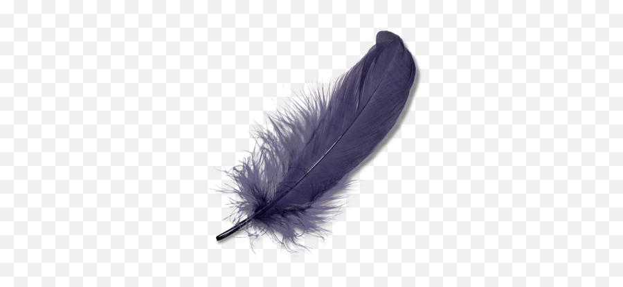 Purple Feather Transparent Png Emoji,Black Feathers Png