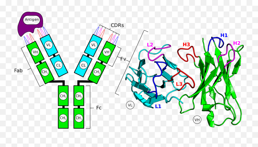 Download An Antibody - Tcr Cdr Full Size Png Image Pngkit Emoji,Antibody Png