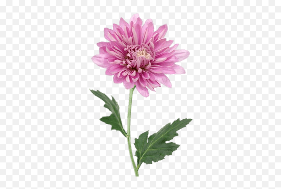 Pink Chrysanthemum Transparent Png - Stickpng Transparent Background Chrysanthemum Clipart Emoji,Pink Png