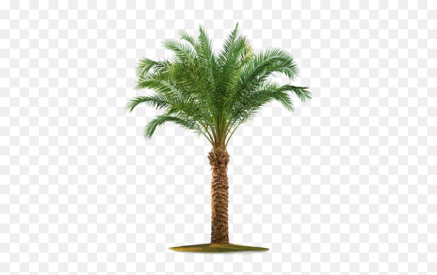 Date Palm Free Png Transparent Image - Palm Tree White Background Emoji,Palm Tree Png
