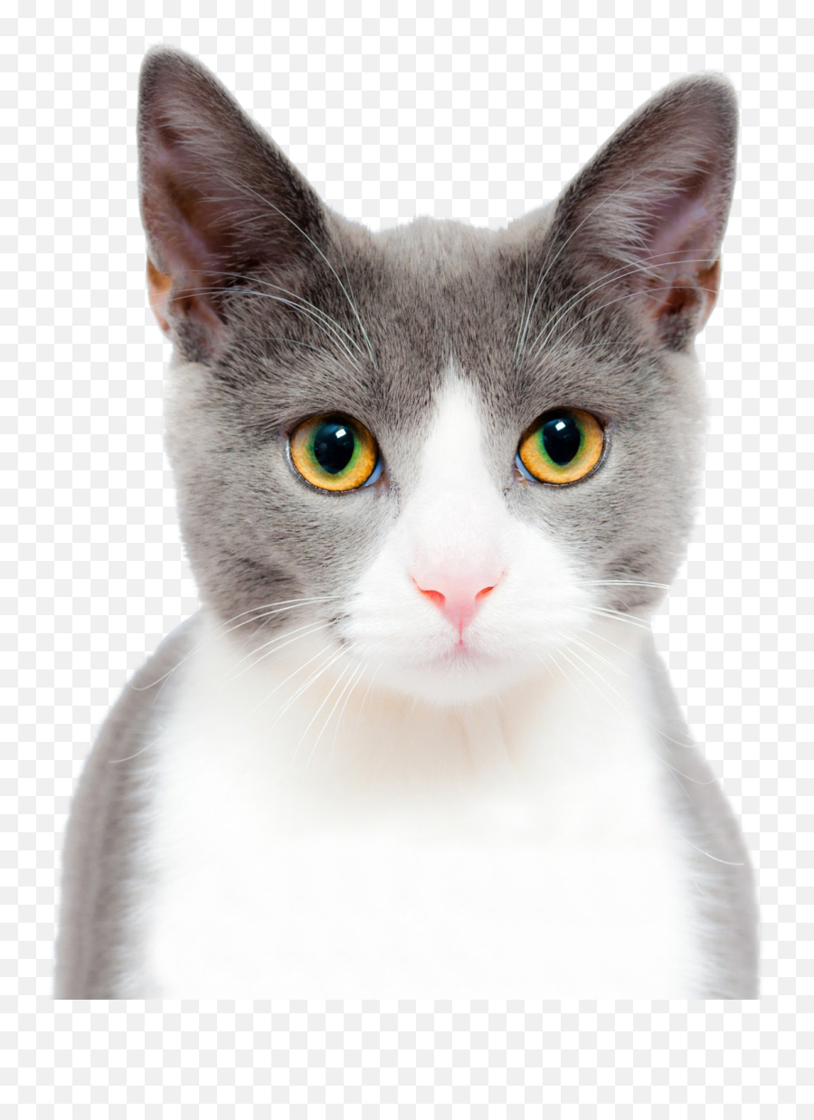 Cat Cute Png Image - Purepng Free Transparent Cc0 Png Background Cat Face Png Emoji,Cats Png
