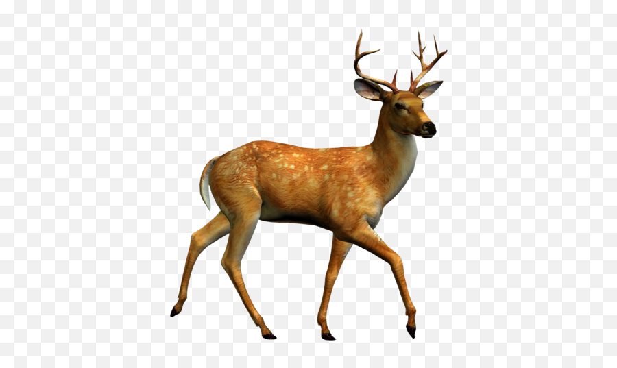 Tubes Animaux Foret - Page 2 Emoji,Woodland Deer Clipart