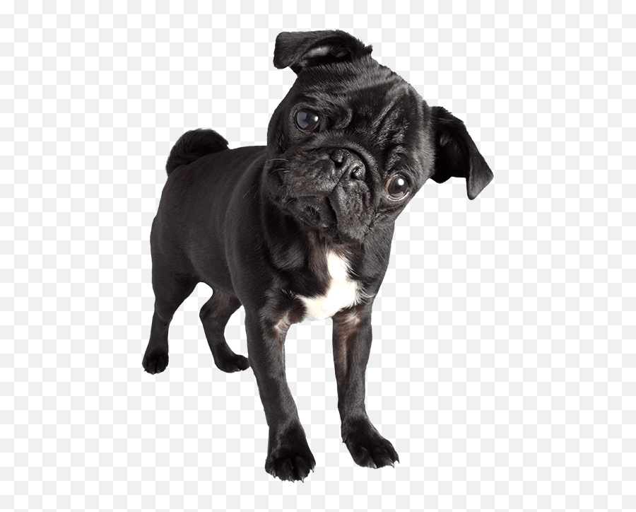 Black Pug Png U0026 Free Black Pugpng Transparent Images 92925 - Black Pug Dog Png Emoji,Pug Clipart