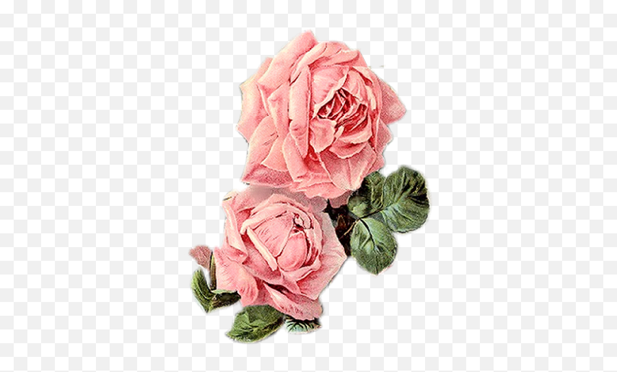 Download Vintage Roses Vintage Floral Vintage Prints - Vintage Pink Flowers Png Emoji,Pink Flowers Png