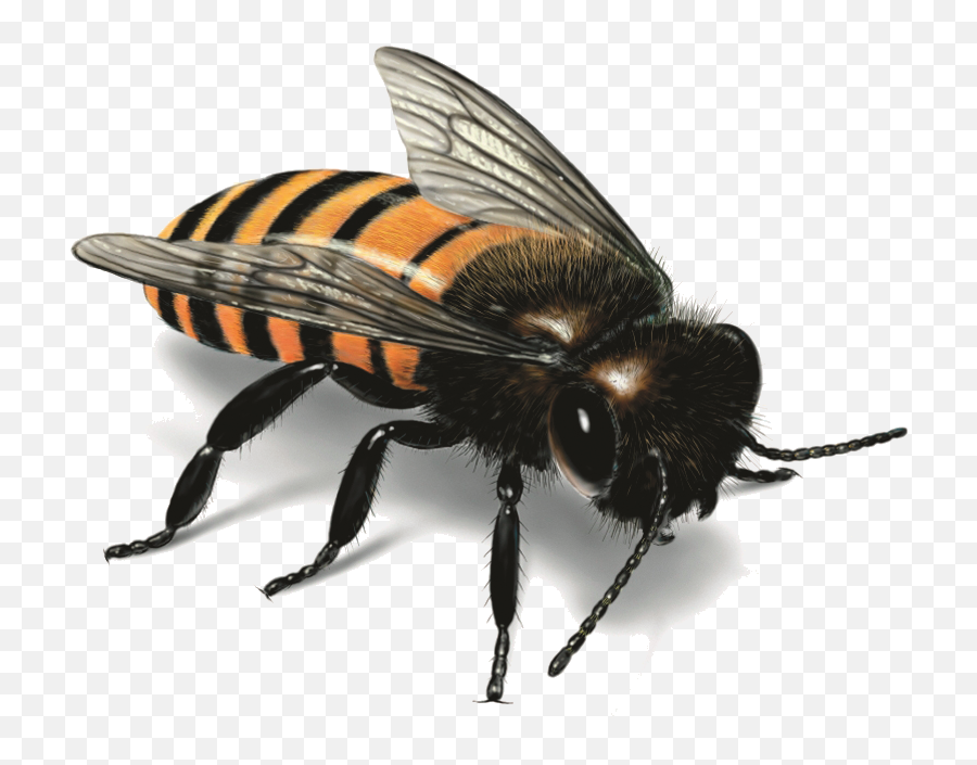 Bee Png Image - Honey Bee Images Download Emoji,Bee Transparent